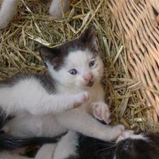 Huskat Frederik R.I.P