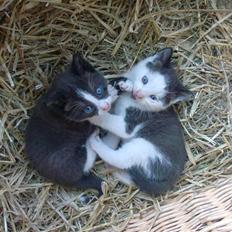 Huskat Frederik R.I.P