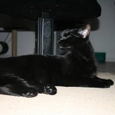 Huskat Salli *løbet væk*