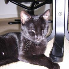 Huskat Salli *løbet væk*