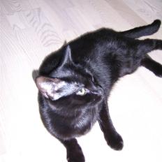 Huskat Salli *løbet væk*