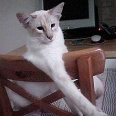 Balineser Tawana / Wanna