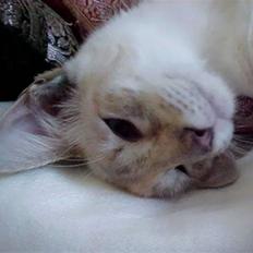 Balineser Tawana / Wanna