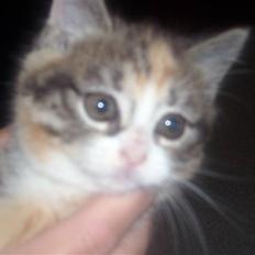 Blanding af racer Olga R.I.P