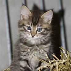 Blanding af racer MAXILØVEN