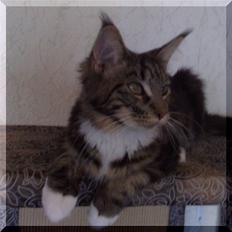 Maine Coon Manuela 