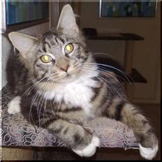 Maine Coon Manuela 