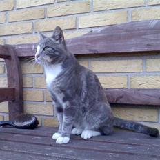 Blanding af racer Kitte Kat †R.I.P.†