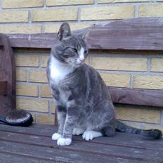 Blanding af racer Kitte Kat †R.I.P.†