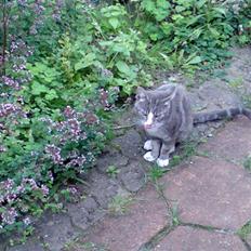 Blanding af racer Kitte Kat †R.I.P.†