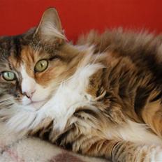 Norsk Skovkat R.I.P Saffi