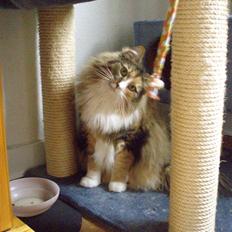 Norsk Skovkat R.I.P Saffi