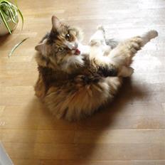 Norsk Skovkat R.I.P Saffi