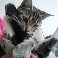 Blanding af racer Joey *død*