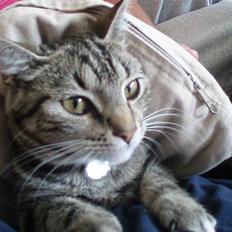 Blanding af racer Joey *død*