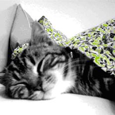 Blanding af racer Joey *død*