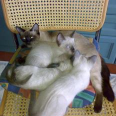 Siameser Lea Dimarli