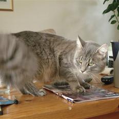 Maine Coon Julius Aflivet