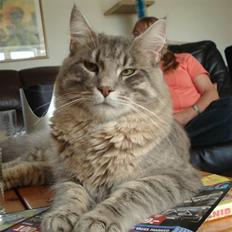 Maine Coon Julius Aflivet