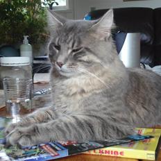 Maine Coon Julius Aflivet