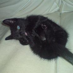 Huskat Stella (Tot)