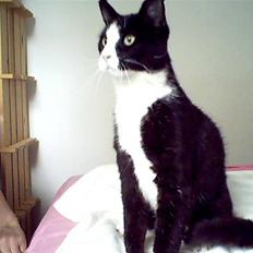 Blanding af racer Flipper/ mis