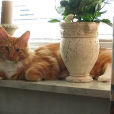 Maine Coon Sebastian