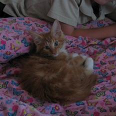 Maine Coon Sebastian