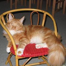 Maine Coon Sebastian