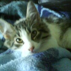 Blanding af racer plet aka prins pjuskepels