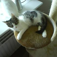 Blanding af racer plet aka prins pjuskepels