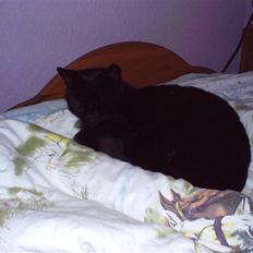 Blanding af racer pjevs