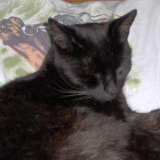 Blanding af racer pjevs