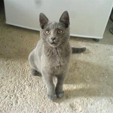 Huskat Baby R.I.P :'(