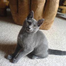 Huskat Baby R.I.P :'(