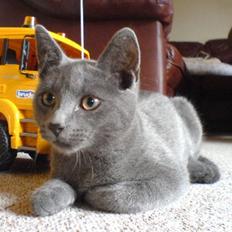 Huskat Baby R.I.P :'(