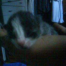 Huskat Jack