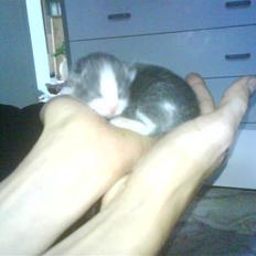 Huskat Jack