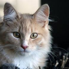 Maine Coon Victor