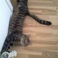 Blanding af racer Milo * ! 