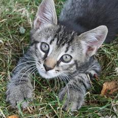 Blanding af racer Milo * ! 