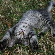 Blanding af racer Milo * ! 