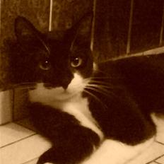 Huskat Kouvo.. ' Død *