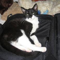 Huskat Kouvo.. ' Død *