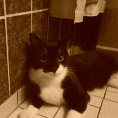 Huskat Kouvo.. ' Død *