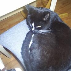 Blanding af racer Batman