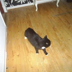 Blanding af racer Batman