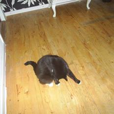 Blanding af racer Batman