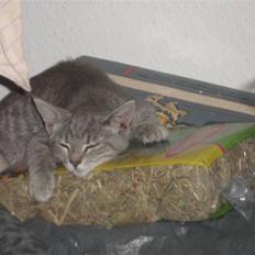 Blanding af racer Nicka