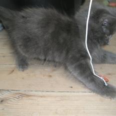 Norsk Skovkat Babette`s Sara (Fine)